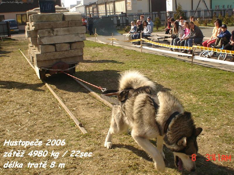 Foto: Brit La Rose Loscan -dr�itel europoh�ru v pullingu 2005 a 2006-Hustope�e 2006