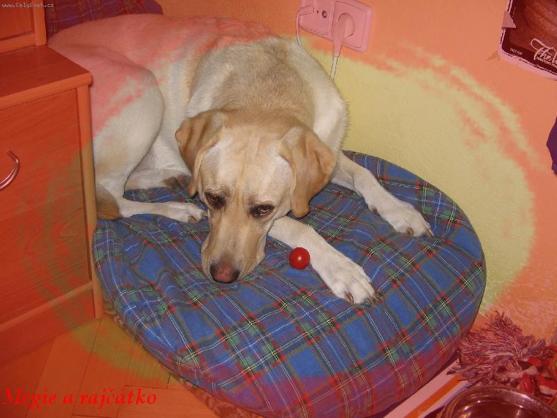 Foto: Raj��tka Megie miluje