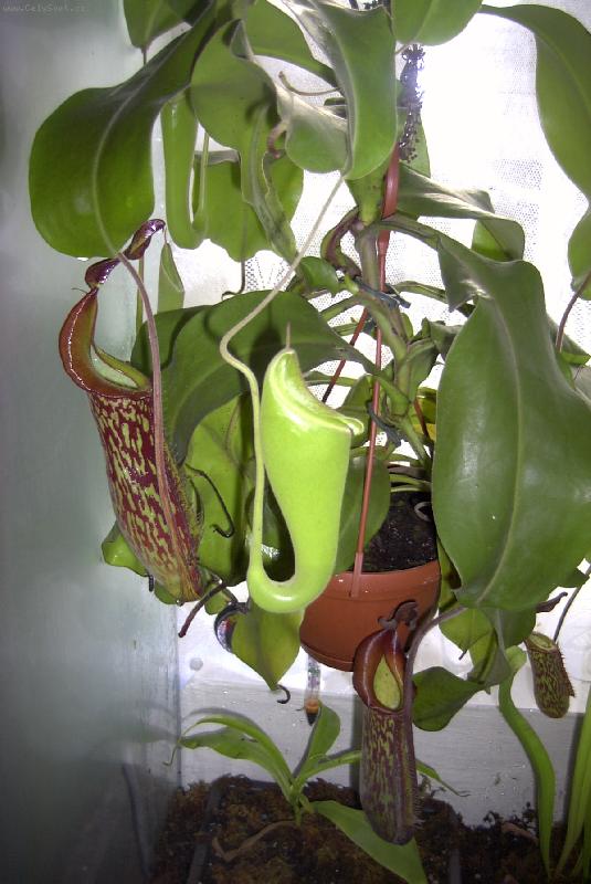 Foto: l��kovka hybrid