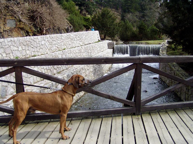 Foto: Arwin na l�vce v Pr�honick�m parku