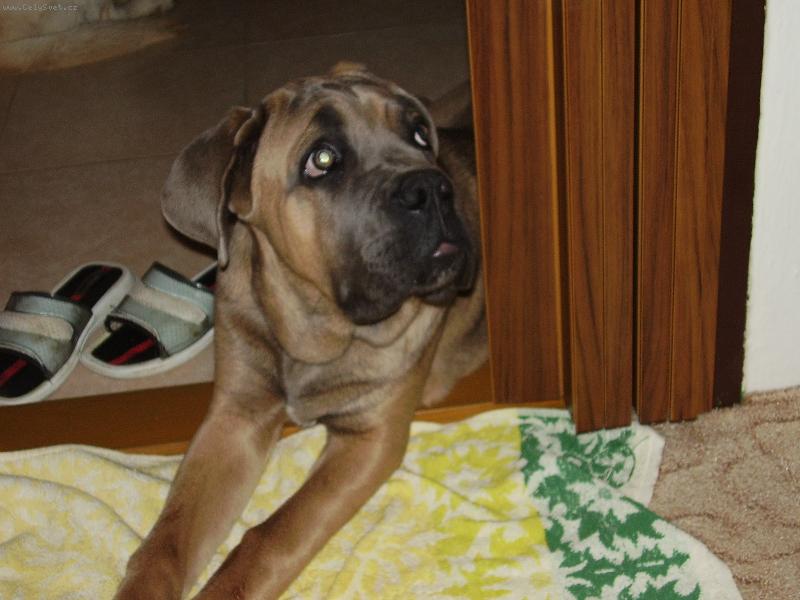 Foto: nico-u m� doma