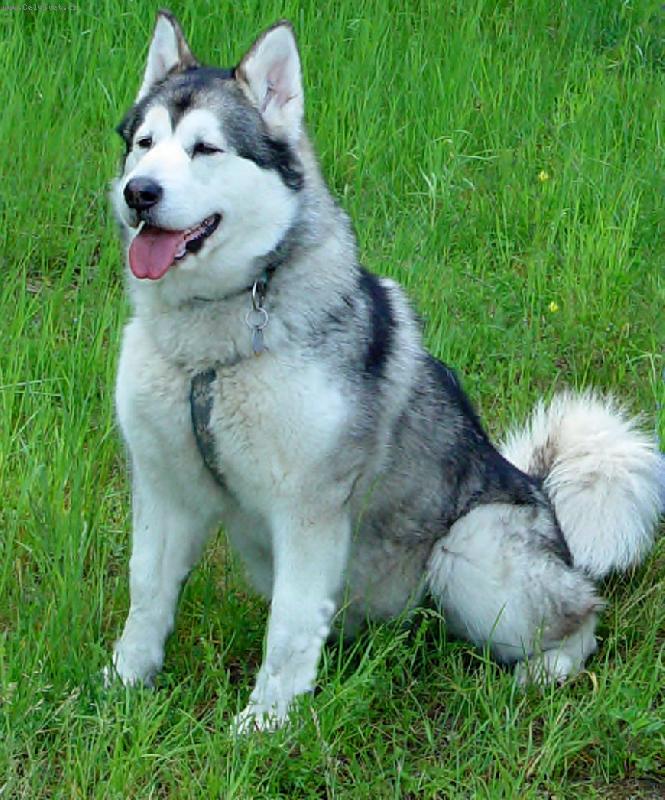 Foto: malamut� holka