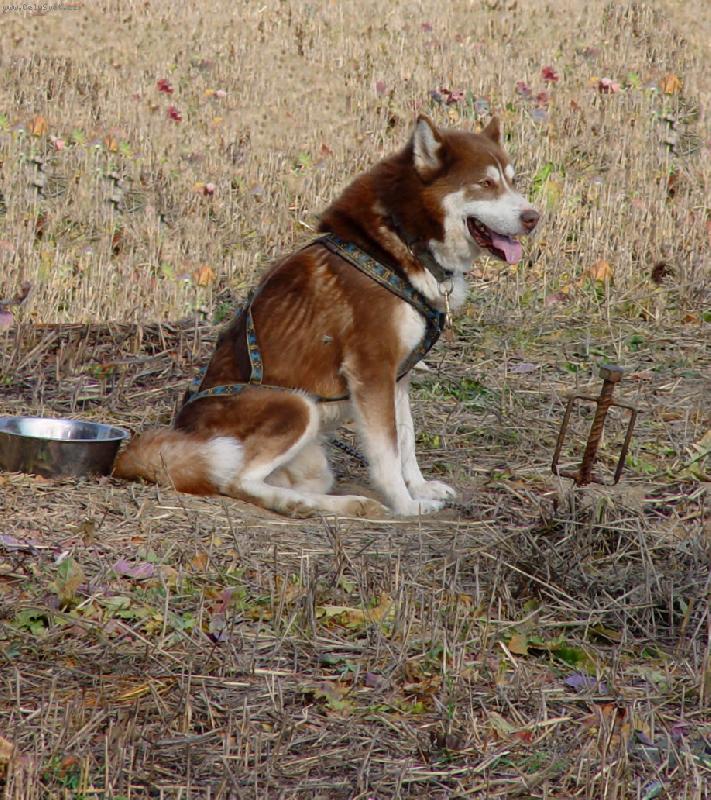 Foto: malamut z�vodn�k