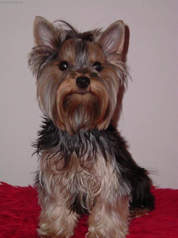 Foto: york��rsk� teri�r