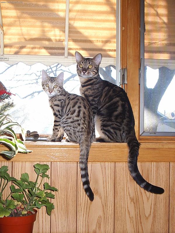 Foto: na chov rodice-Ira Lee a Atik Samir