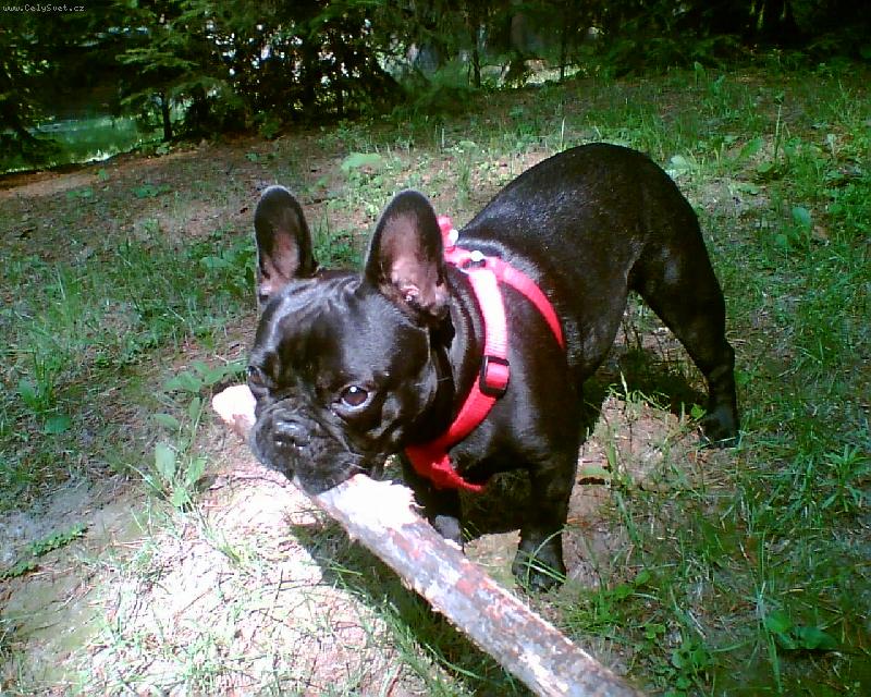 Foto: B�ra-rok a p�l