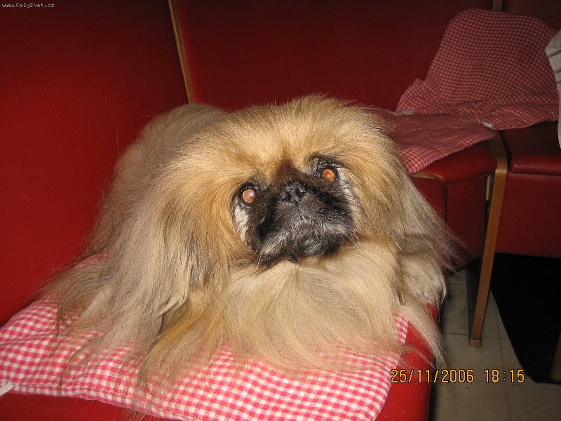 Foto: Auki Stelar, 14 let,6 m�s�c�,27 dn�