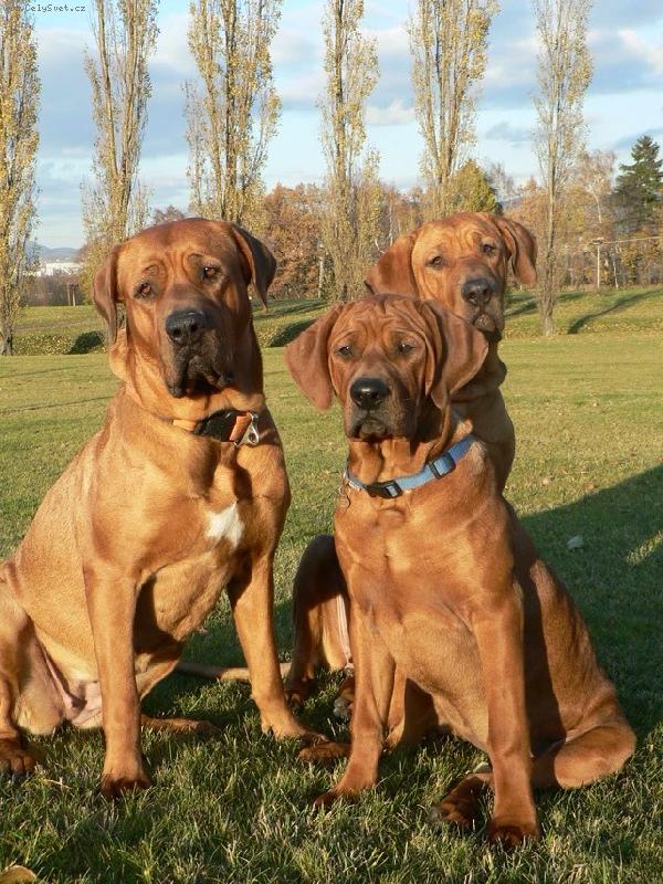 Foto: Chovatelsk� stanice Diamant severu-4,7 a 20 m�s�c�