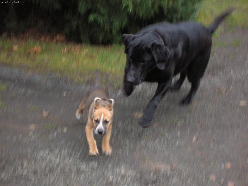 Foto: Ut�kej prcku, ut�ke, hon� t� labrador velikej!