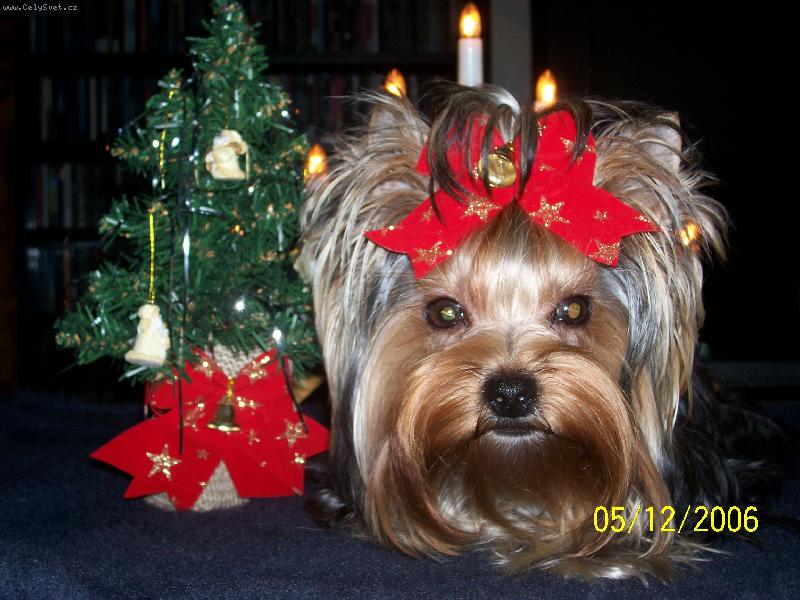 Foto: Bessy-Moje prvn� v�noce...