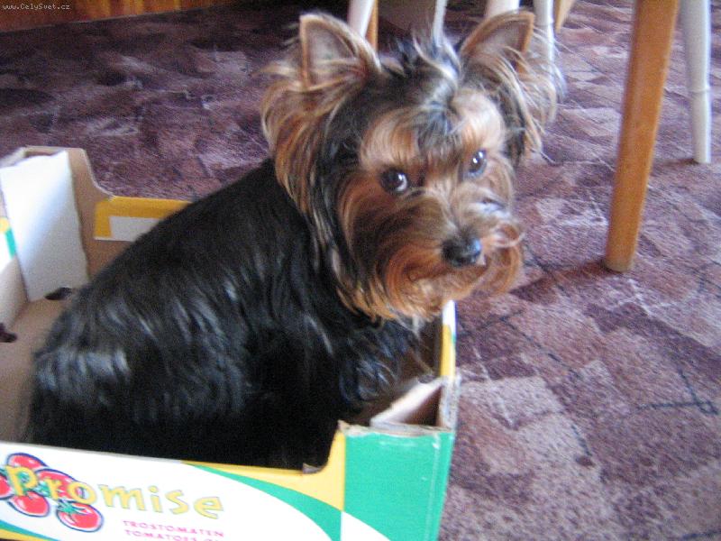 Foto: na�e zlat��ko