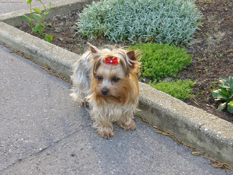 Foto: Nellynka-na proch�zce