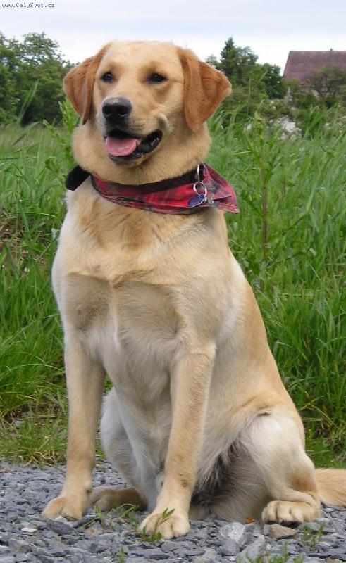 Foto: M�a-nejkr��sn�j�� pes