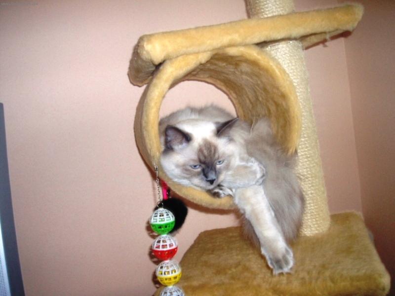 Foto: Biamka-Biamka-Ragdoll