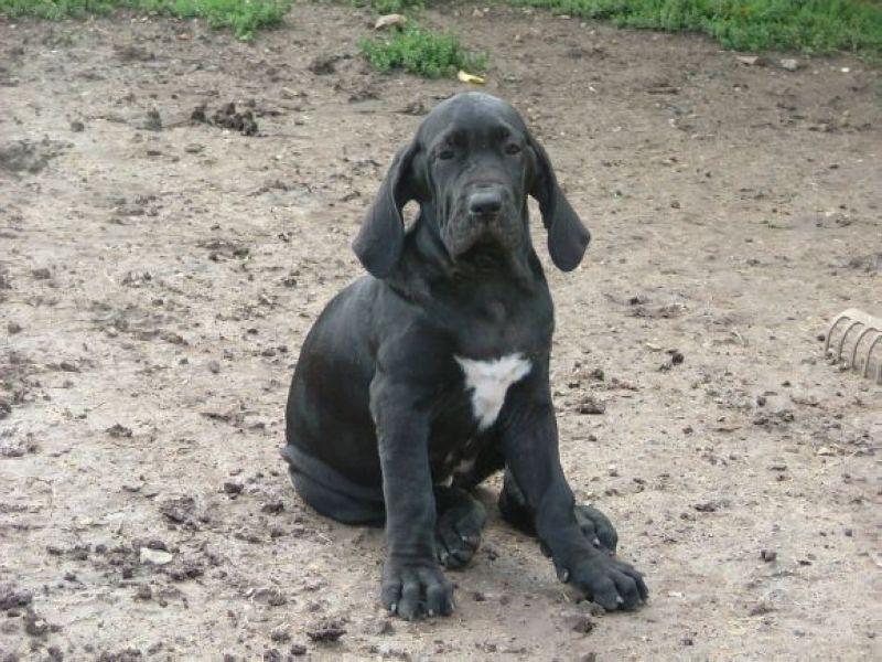 Foto: Balmora-cerna fenka, 3 mesice stara, velice statna, koznata