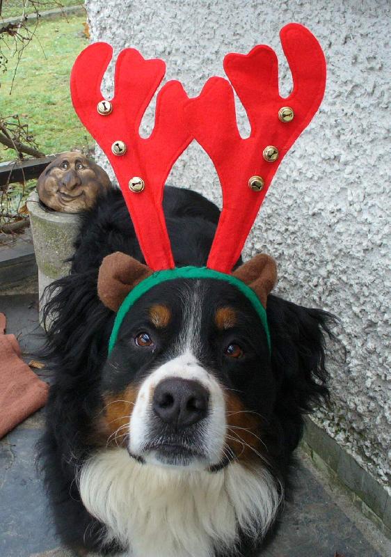 Foto: fale�n� sob Bad