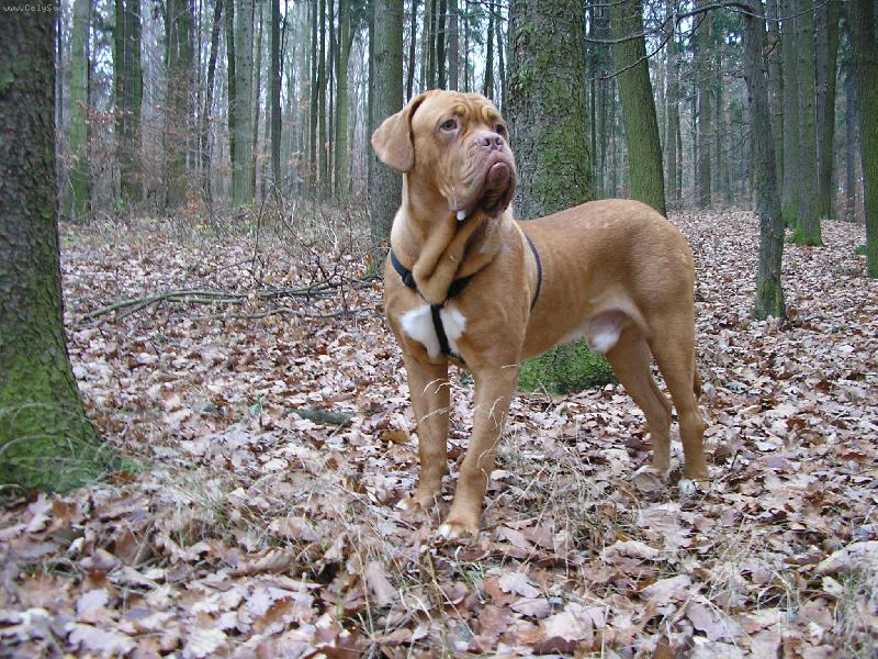 Foto: Gabou� v les�ku