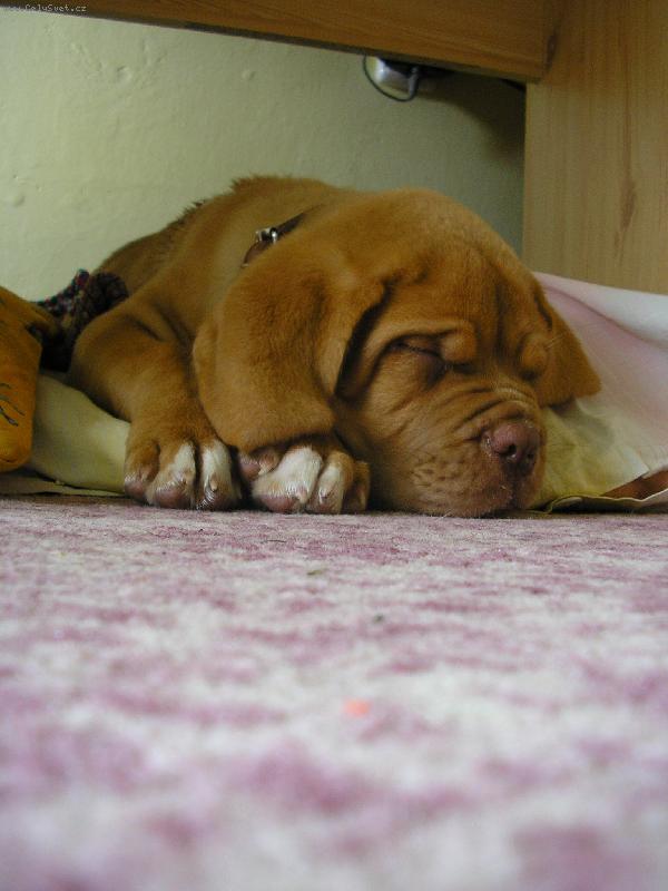 Foto: Gab�k jako pr�e