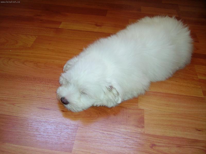 Foto: Malt�z��ek-Kulich