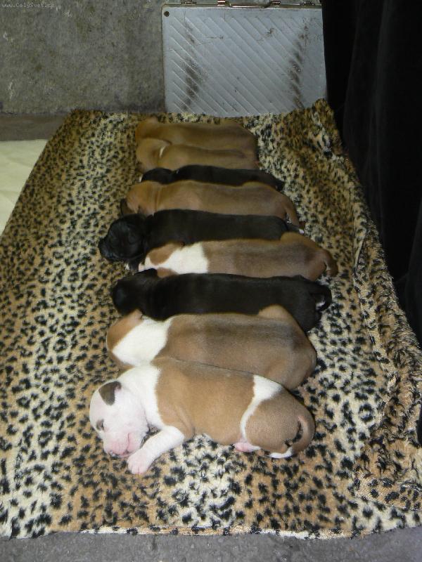 Foto: pup�ci ch.stanice Gaster