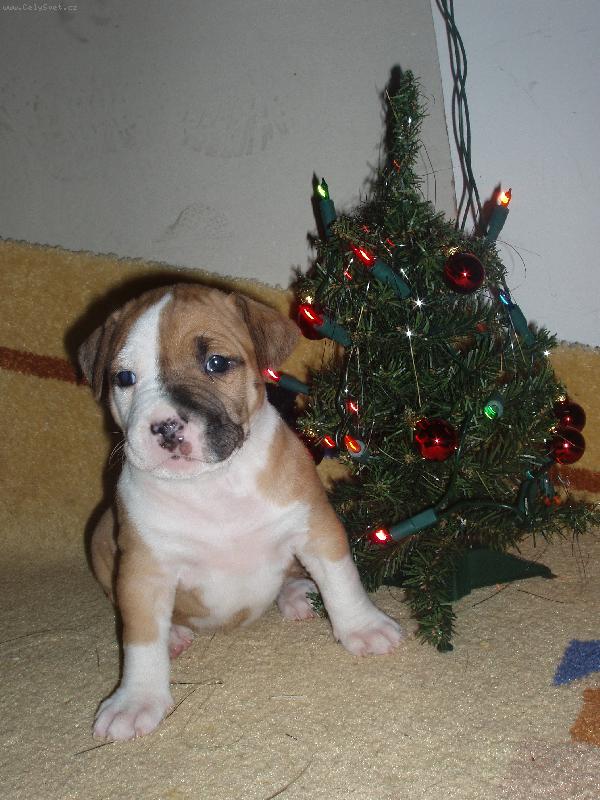 Foto: April Night Gaster-d�re�ek:)