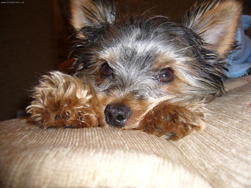 Foto: nechte me spinkat