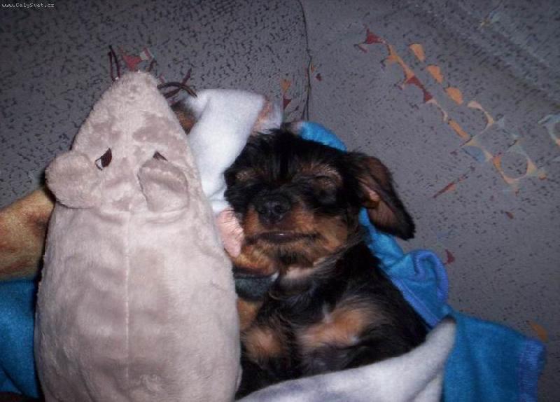 Foto: Nelly-good night my mouse!