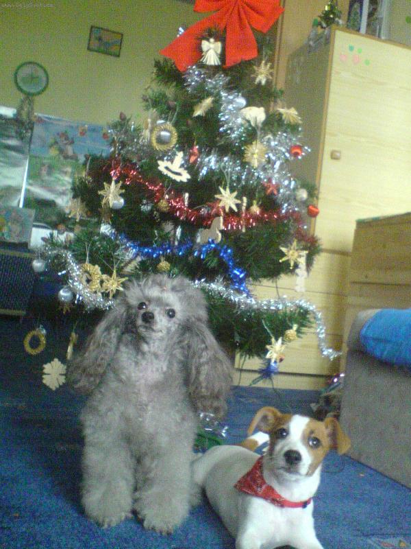 Foto: V�noce-Vesel� v�noce