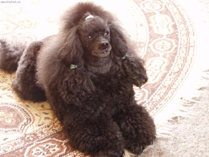 Foto: Snoopy Black Narcis