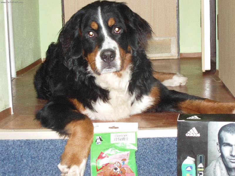 Foto: To byly v�noce...