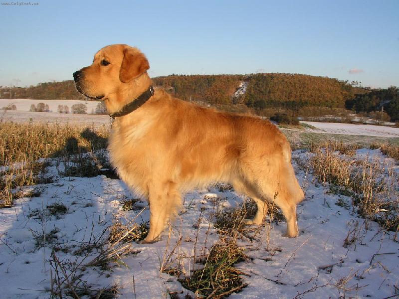 Foto: Baddy-N� chlup�� p�i z�padu slunce.