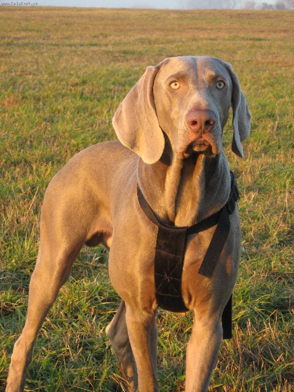 Foto: Archie-D�v�m pozor