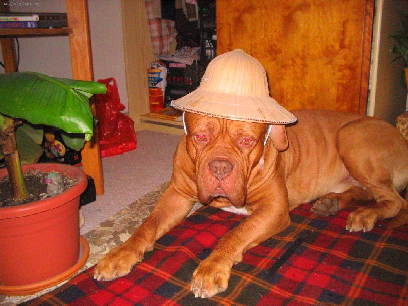 Foto: Duk klobouk-Japon��k