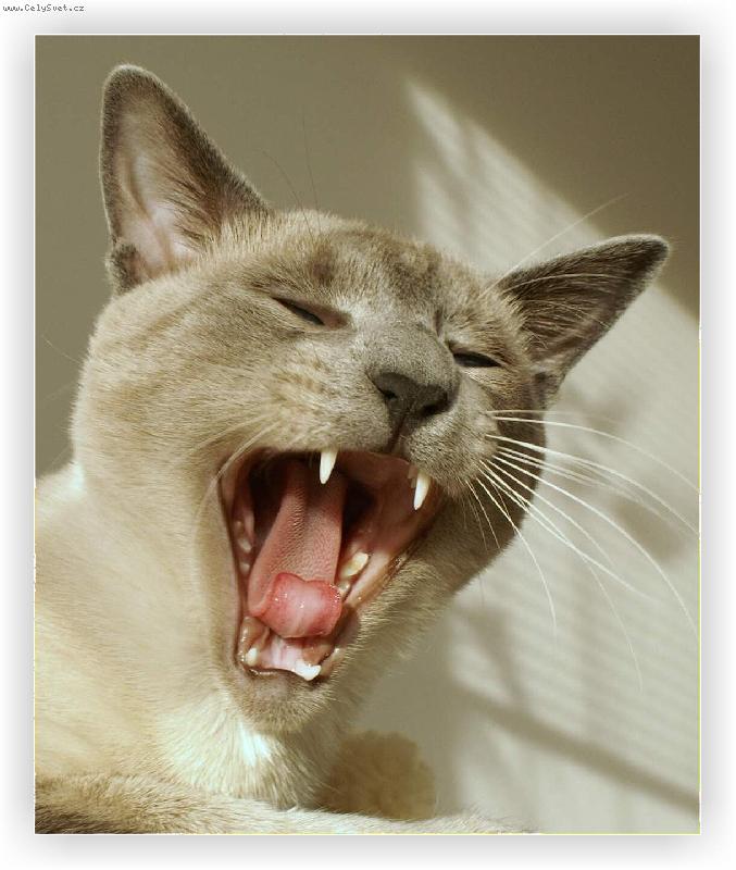 Foto: chill�k po x-t�