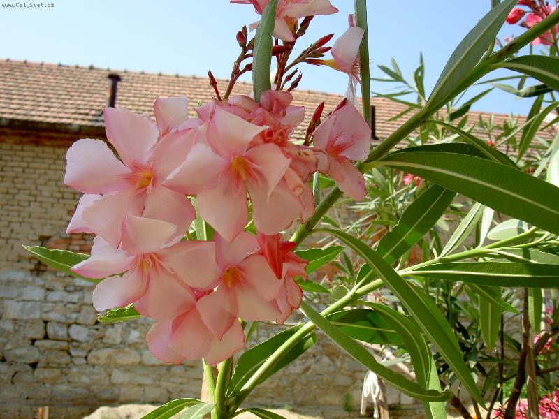 Foto: Olenadr obecn�