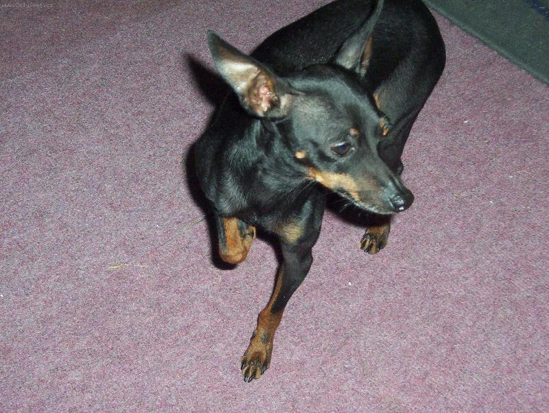 Foto: pra�sk� krysa��k