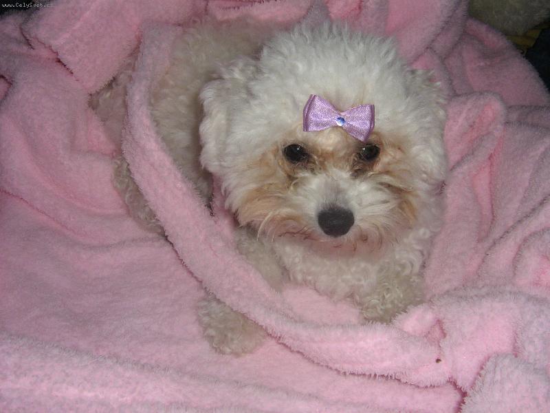 Foto: Cukrl�tko-Shereen