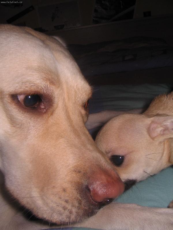 Foto: Sammy a Megie-To je ale l�ska:)