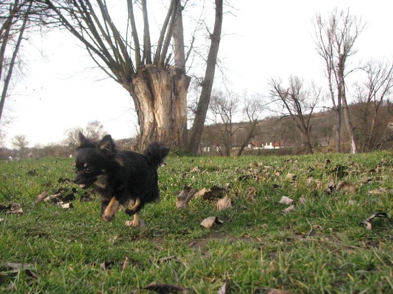 Foto: vrba u Berounky-Jak vodn�k Bar�u vystra�il