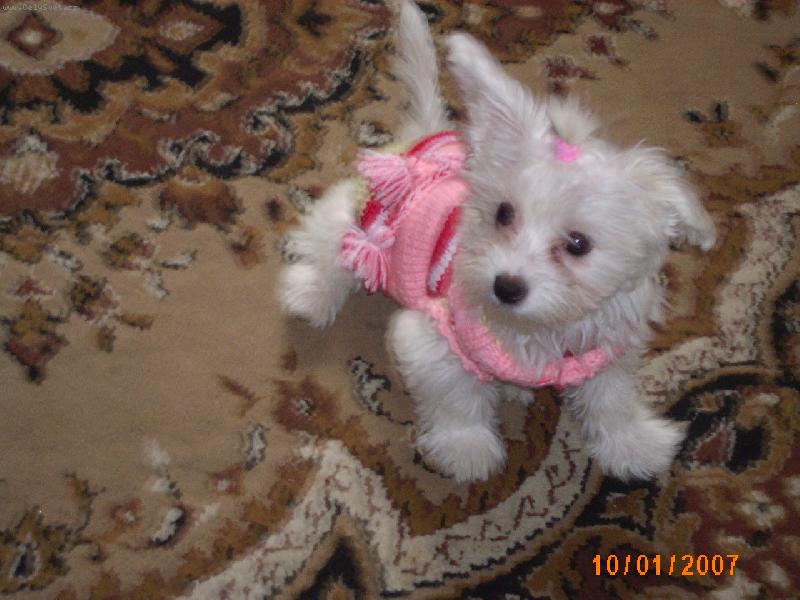 Foto: P�jdu na proch�zku-Aishinka