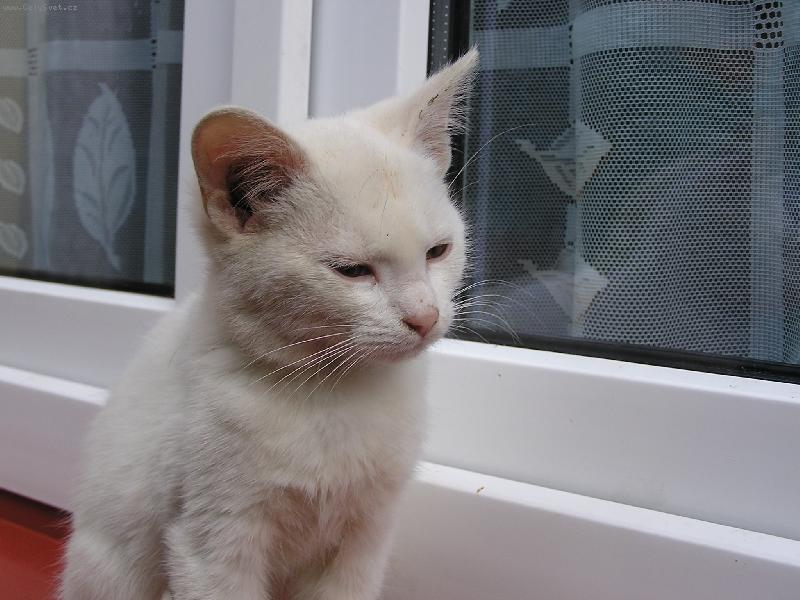 Foto: Turecka angora ( Ferda)