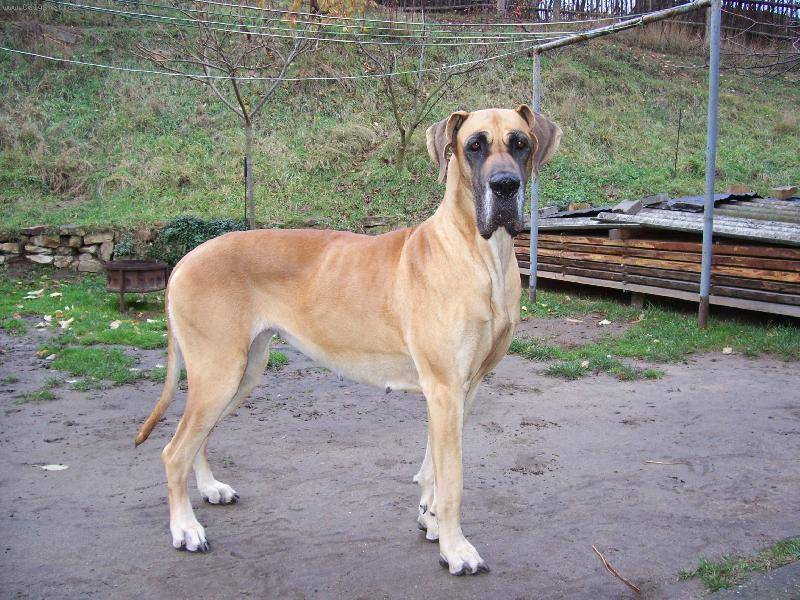 Foto: Ag�ta El-Vixen