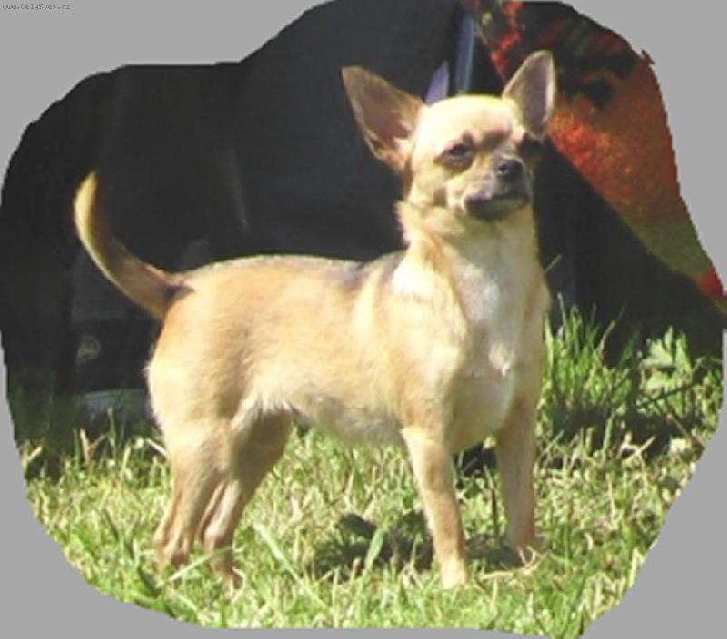 Foto: Iowa Ave Bengal-�ja