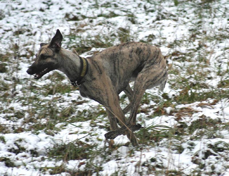 Foto: coursing-Jamuna Bohemia Genao