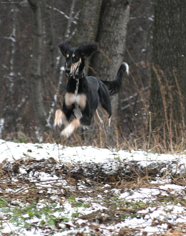 Foto: coursing-Alfa Ra�aja z �ech