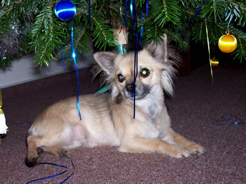 Foto: V�noce-Kerina je n� d�re�ek