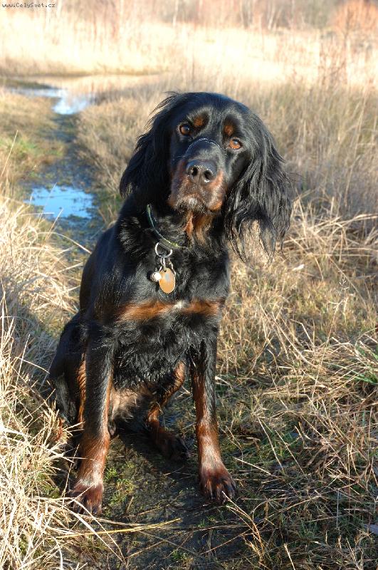 Foto: Gordon Setr ANGEL-ANGEL, 4roky