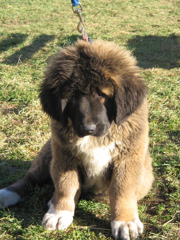 Foto: Kavkaz� mimi