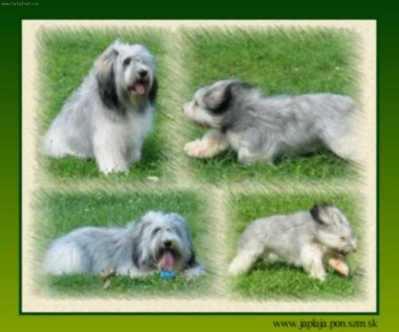 Foto: Polska Pyza Kontekst