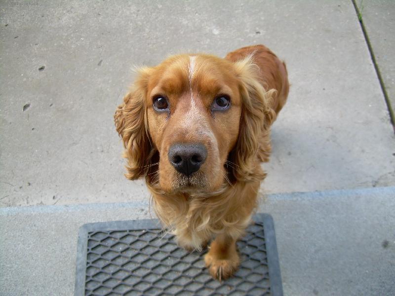 Foto: Anglick� kokr�pan�l-M�j mil��ek :o)